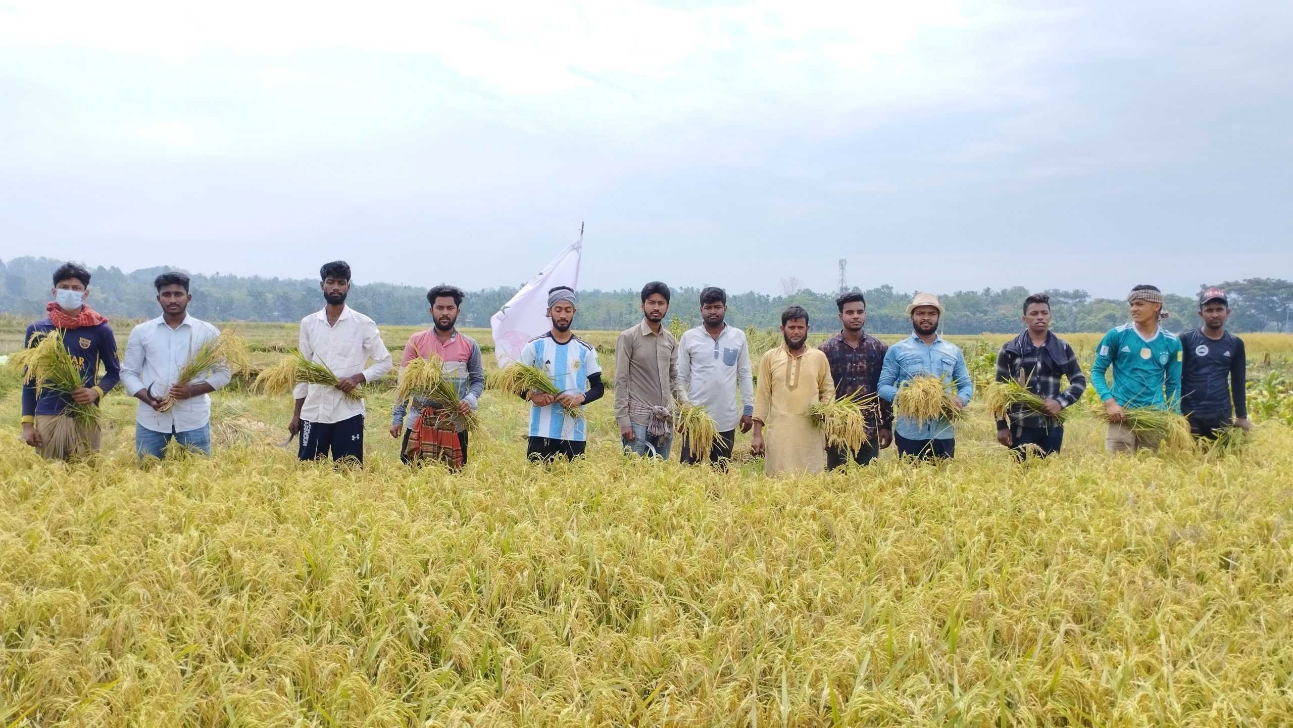 কৃষকের ধান কেটে ঘরে তুলে দিলো কাচালং কলেজ ছাত্রলীগ