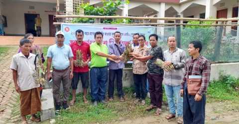 সাজেকে কৃষকদের মাঝে বিনামূল্য আনারসের চারা বিতরন