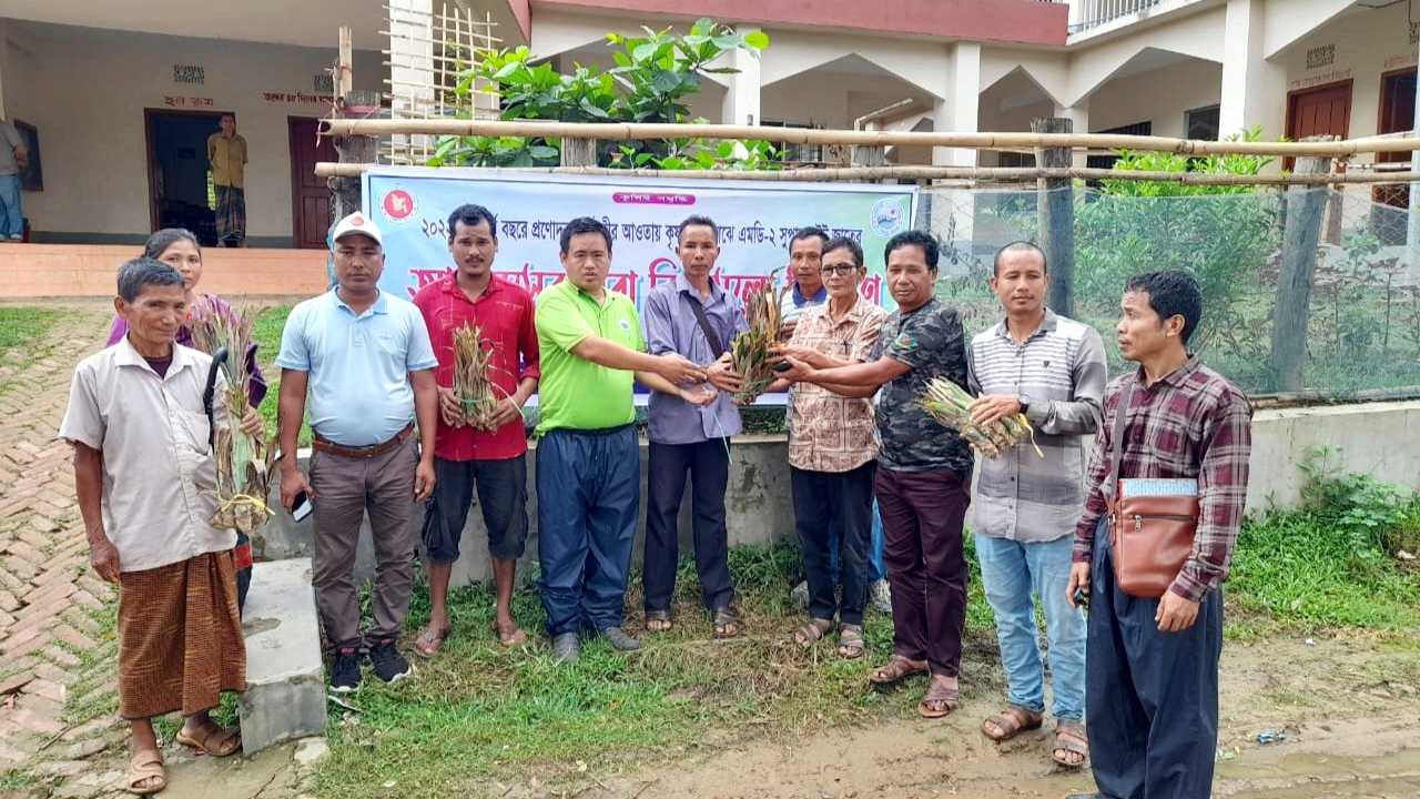 সাজেকে কৃষকদের মাঝে বিনামূল্য আনারসের চারা বিতরন